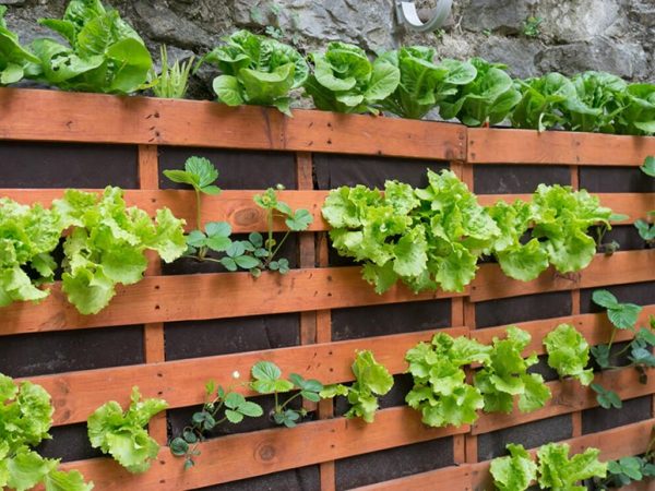 DIY – Aprenda a fazer uma linda horta vertical