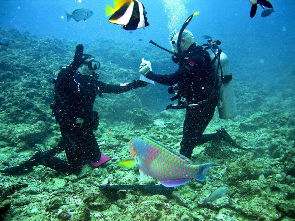 Poluição por microplásticos é encontrada em organismos no mar profundo