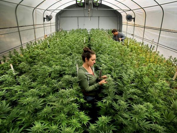 As possibilidades sustentáveis do cultivo de cannabis