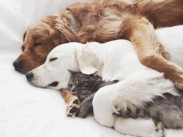 5 coisas que você pode aprender com seu animal de estimação