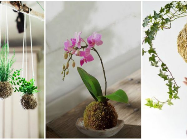 Kokedama – Como fazer um jardim suspenso por um fio