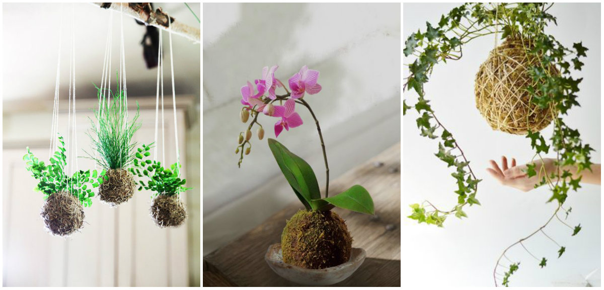 Kokedama – Como fazer um jardim suspenso por um fio