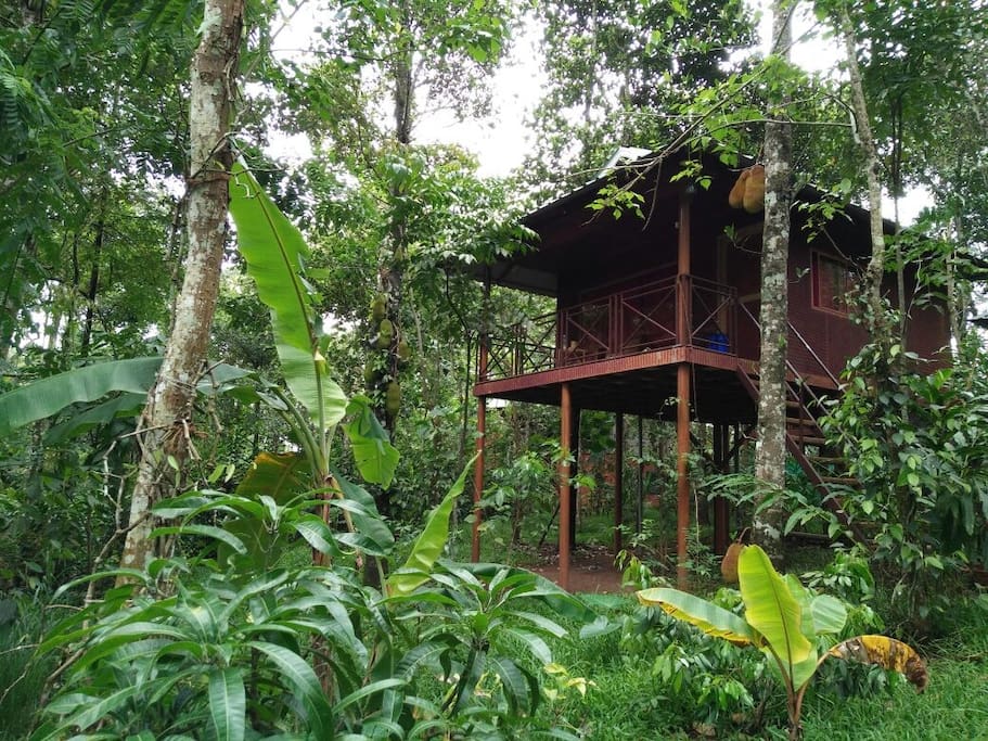 Eco-friendly Treehouse