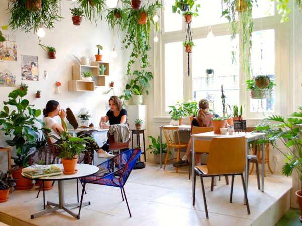 13 plantas para purificar o ar da casa