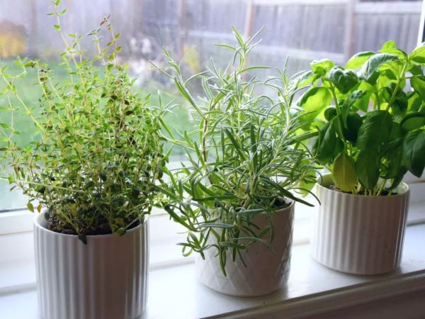 Como plantar e cuidar de ervas dentro de casa