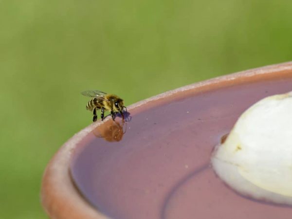 Piscina de abelhas – Saiba como fazer e ter no seu jardim