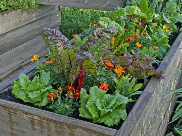 5 melhores vegetais para cultivar em canteiros elevados