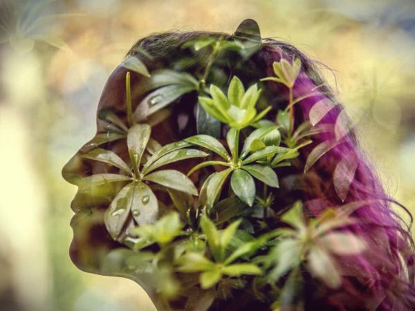 5 Ervas que tem o poder de alterar a consciência e os sonhos