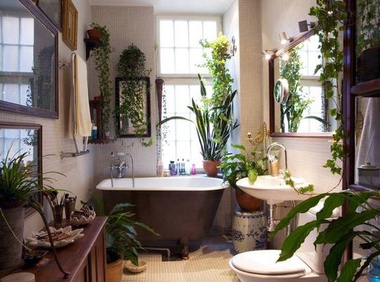 plantas no banheiro