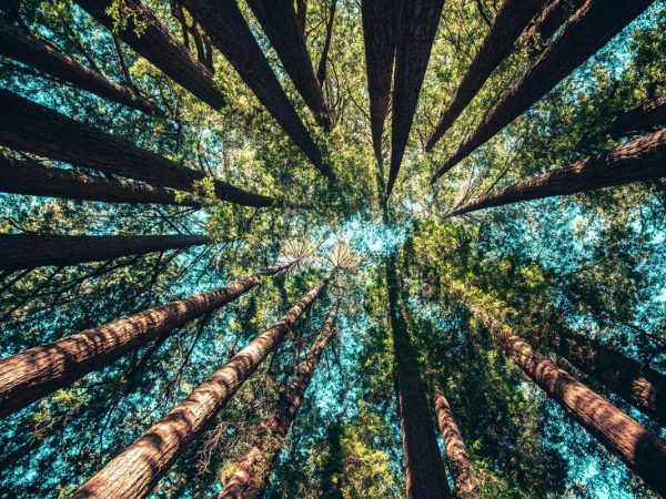 A natureza tem muito a nos dizer sobre os segredos da vida