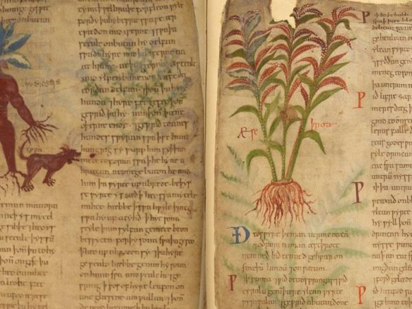 Livro de ervas medicinais de 1000 anos disponível online