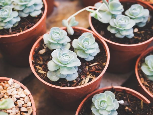Guia completo de como cuidar das suas suculentas