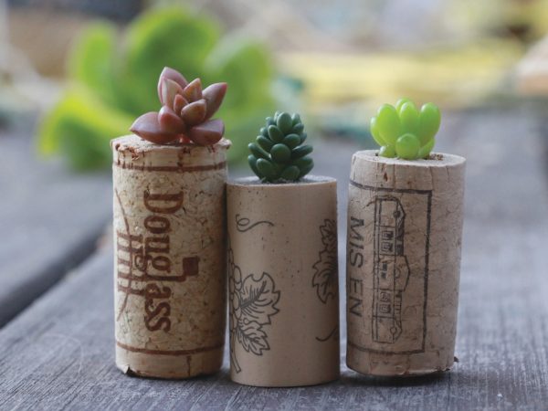 Aprenda como plantar suculentas em rolhas