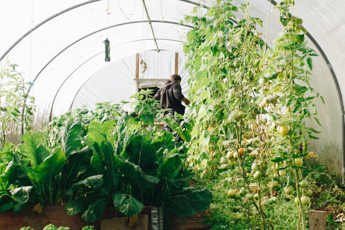 plantas antagônicas e companheiras