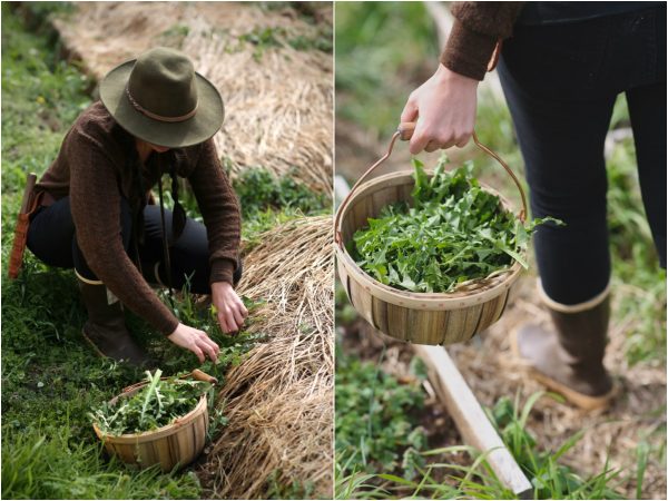 Guia prático de PANCs para download