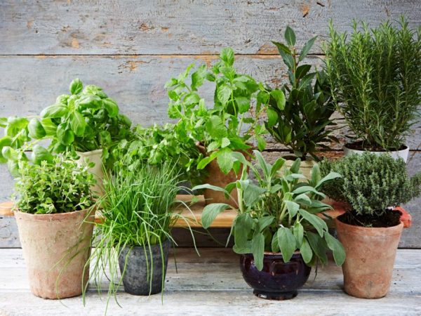 Farmácia Viva – 10 plantas medicinais para ter no jardim