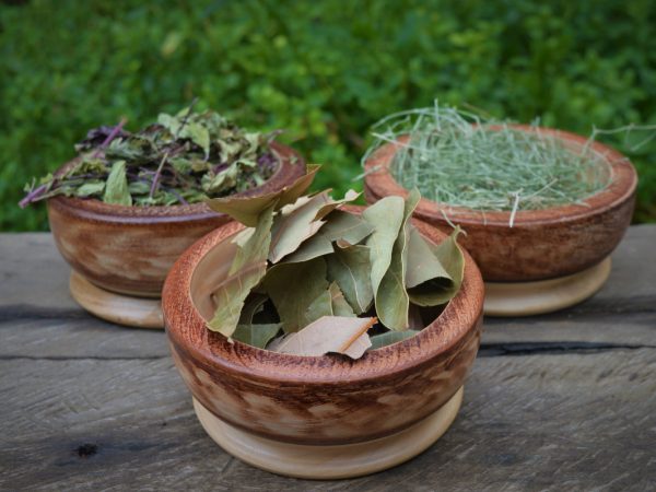SUS oferece cursos online sobre plantas medicinais e terapias complementares