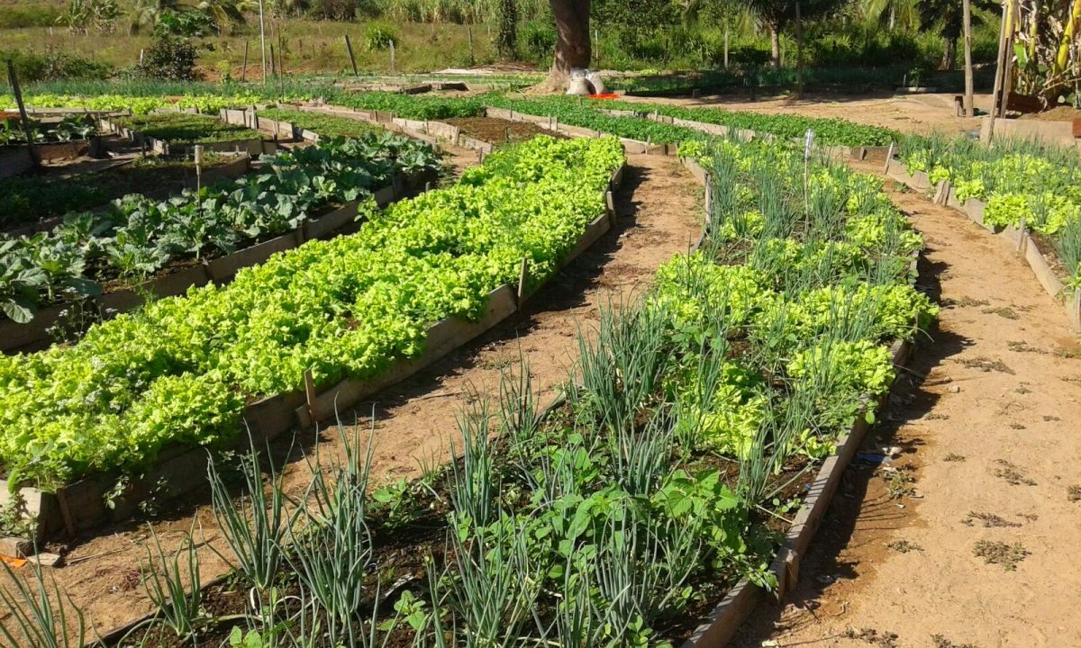 horta