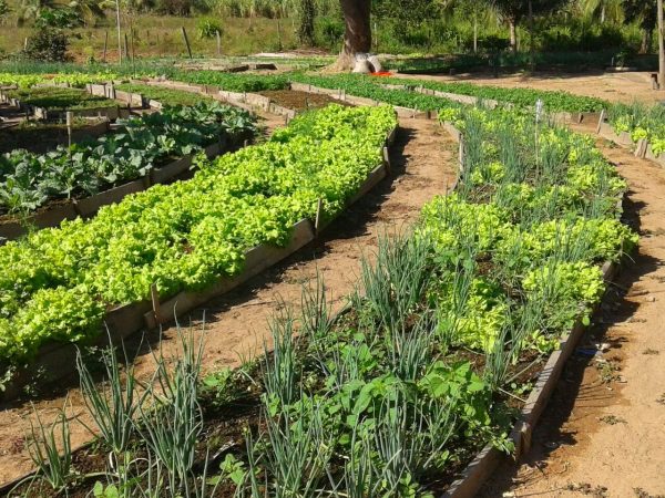 5 formas de aplicar a permacultura em sua horta