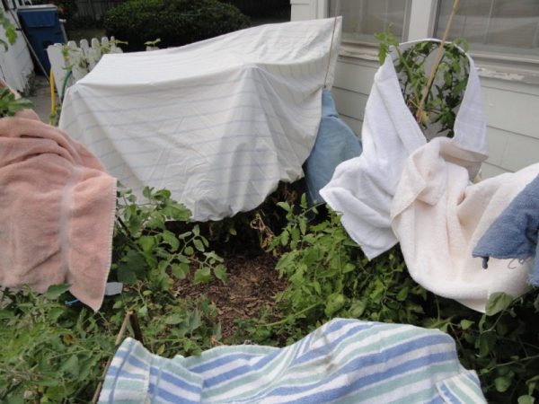 Aprenda como proteger sua horta no inverno