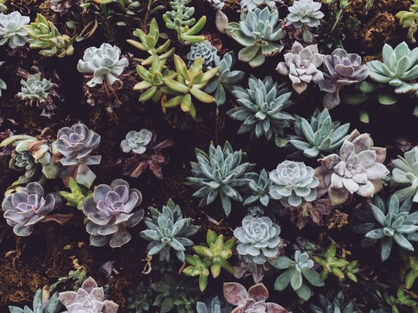 Saiba por qual motivo as suculentas mudam de cor