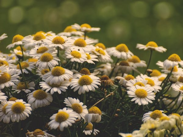 Camomila: o ingrediente inovador da minha rotina de beleza