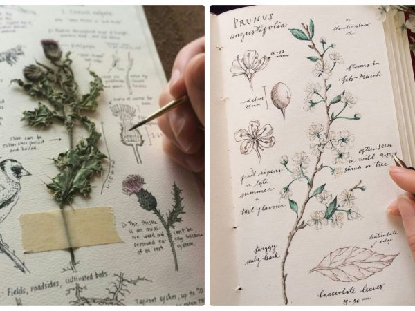 Aprenda a fazer um diário de plantas medicinais