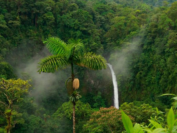 4 motivos do porque a Amazônia é vital para o mundo