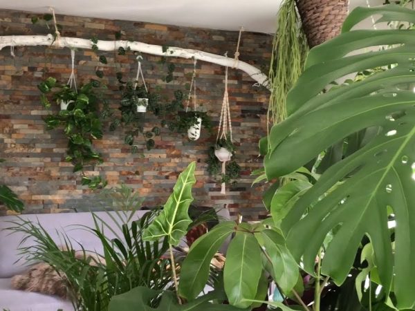 5 Plantas com potencial para redução da ansiedade