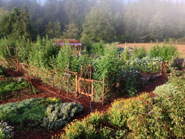 Documentário: A revolução da horta caseira