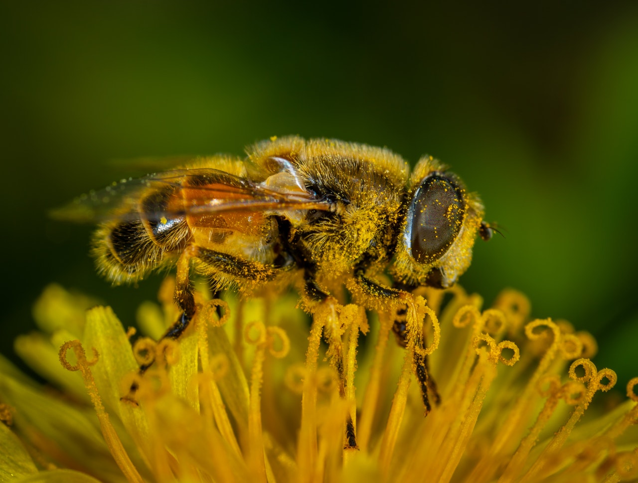 desaparecimento das abelhas