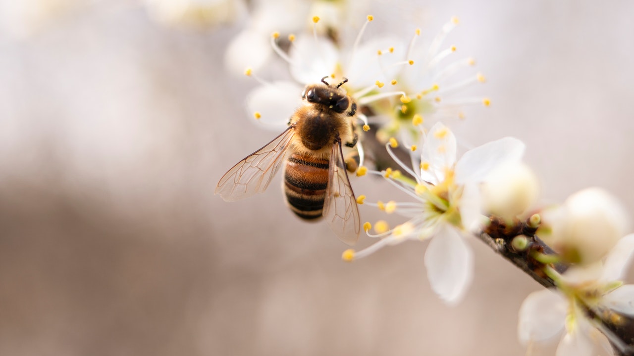 desaparecimento das abelhas