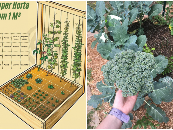 Horta completa em 1 metro quadrado