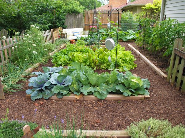 Horta para Ansiosos: Vegetais que crescem em menos de 2 meses
