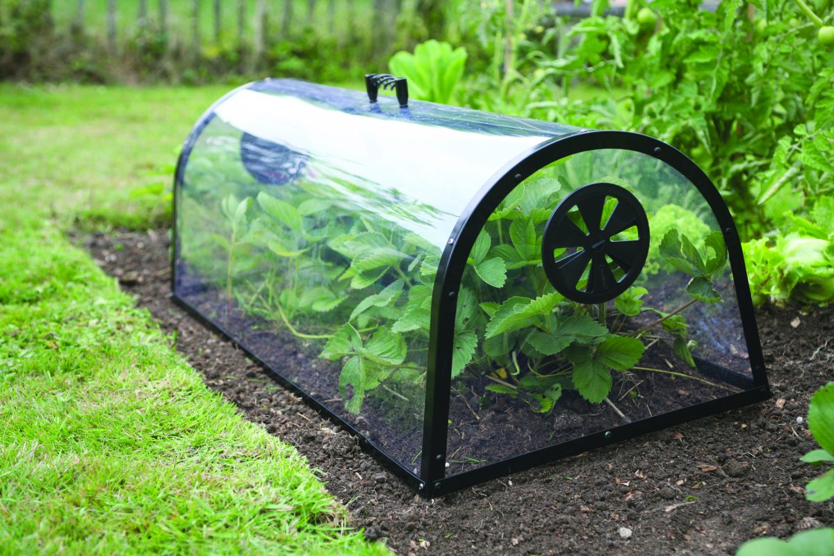 GEADA – 5 Formas de proteger as plantas