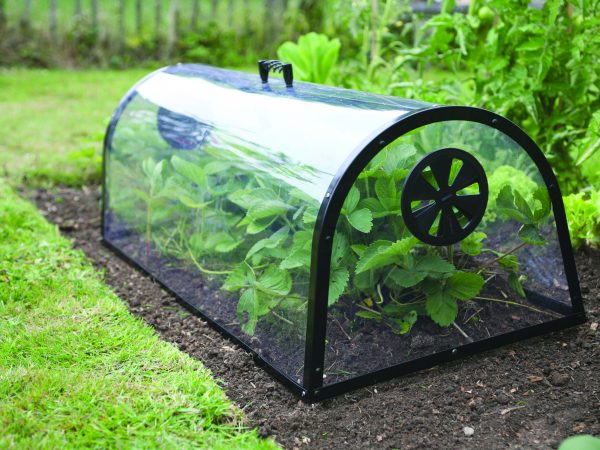 GEADA – 5 Formas de proteger as plantas