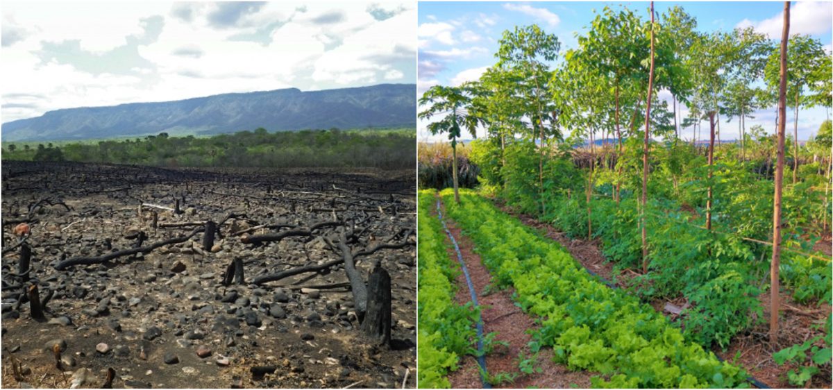 Agrofloresta antes depois