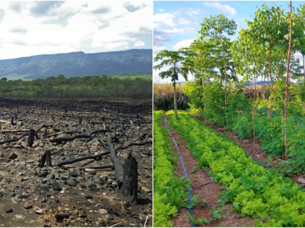 Agrofloresta – 50 kg de alimentos em 100m quadrados