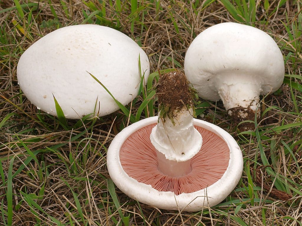 Agaricus campestris colher