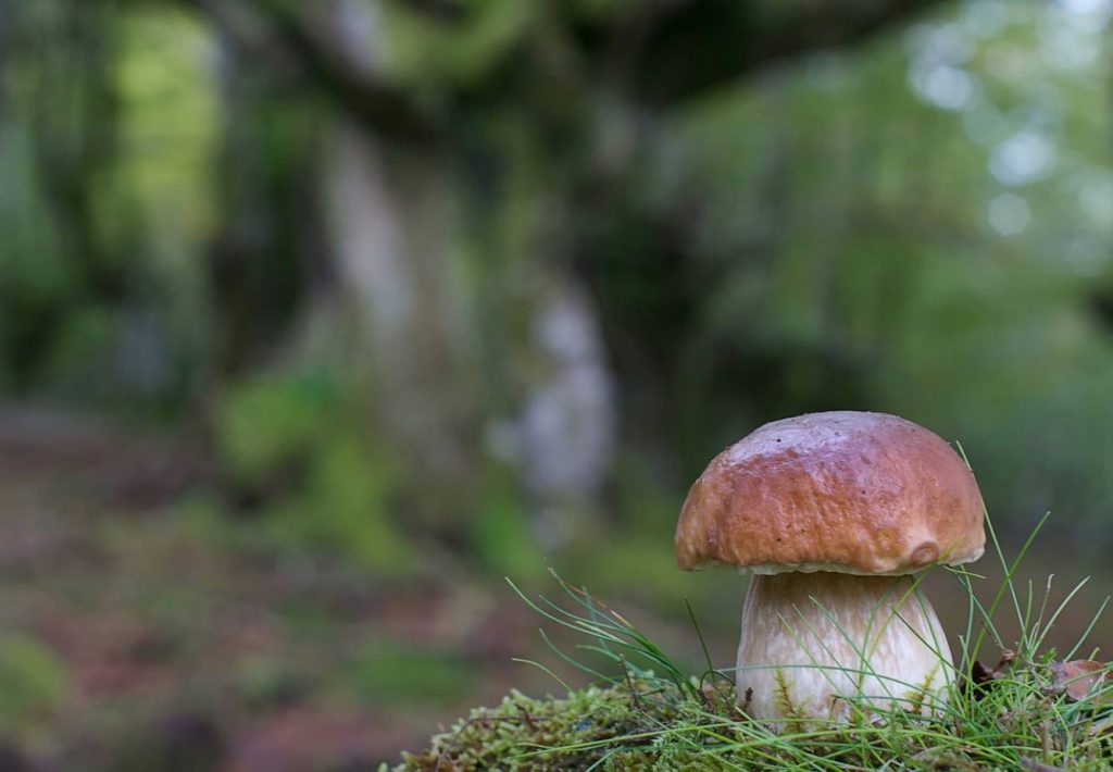 Boletus edulis identificação