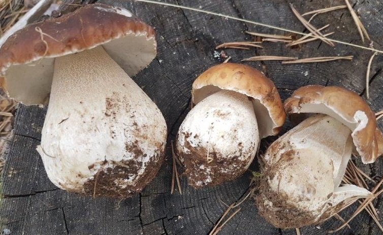 Boletus edulis identificar