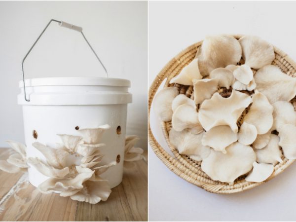 Como cultivar cogumelos em casa