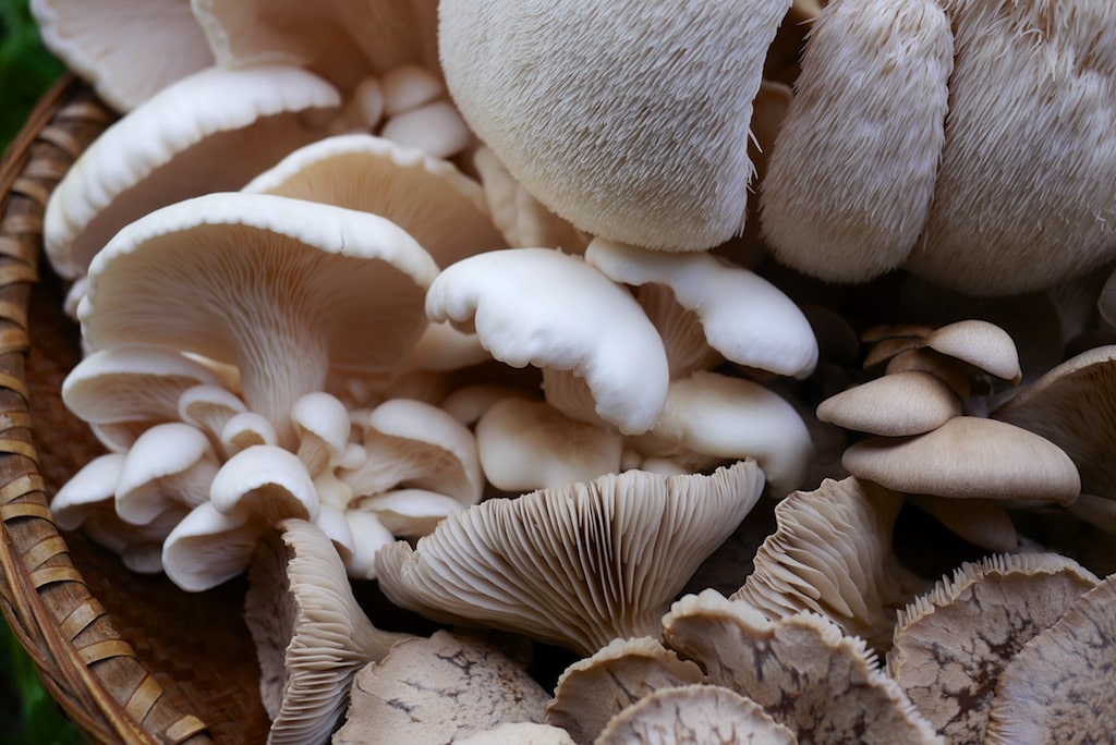 Cultive cogumelos comestíveis em casa sem esterilização: substrato de  serragem e etapas de pasteurização — Eightify