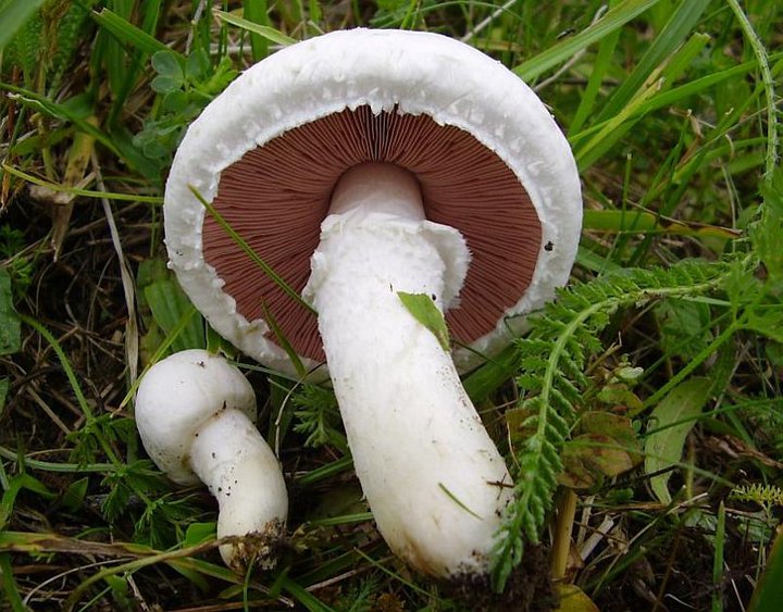 agaricus campestris