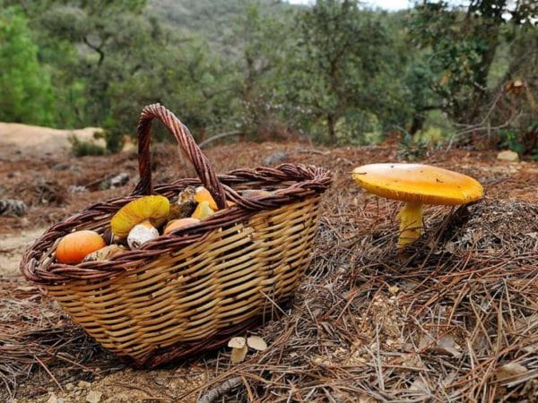 Aprenda identificar e colher 3 cogumelos silvestres na natureza
