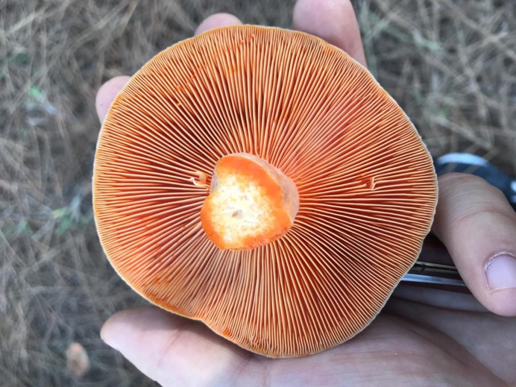 colher Lactarius deliciosus cogumelo