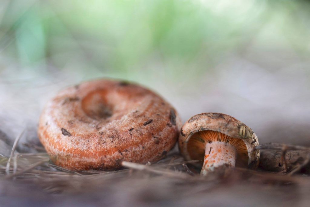 lactarius deliciosus colher