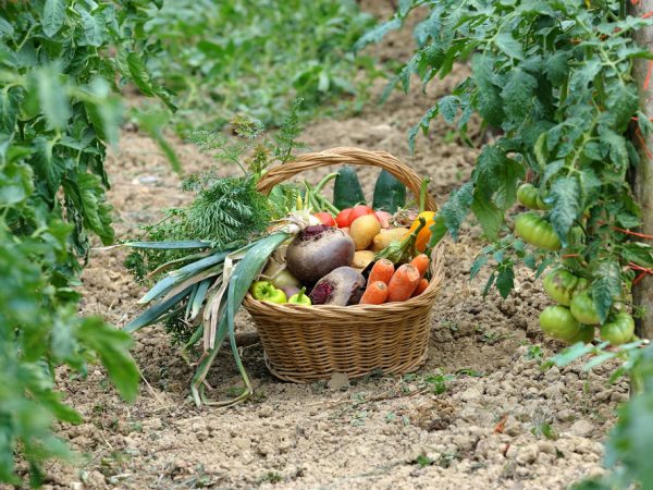 Horta de sobrevivência – 1 mês sem supermercado