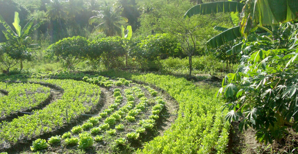 Cultivo sustentável com grande variedade de plantas.