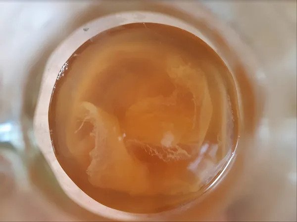 A colônia de bactérias.